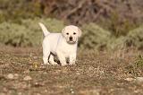 LABRADOR 687
